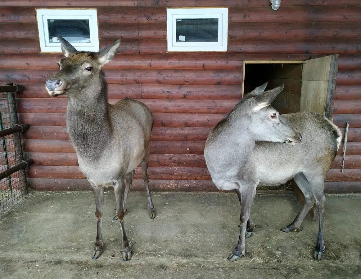 сх животные. новорожденный олененок. самарский зоопарк животные. самарский зоопарк самара. подворье животные.