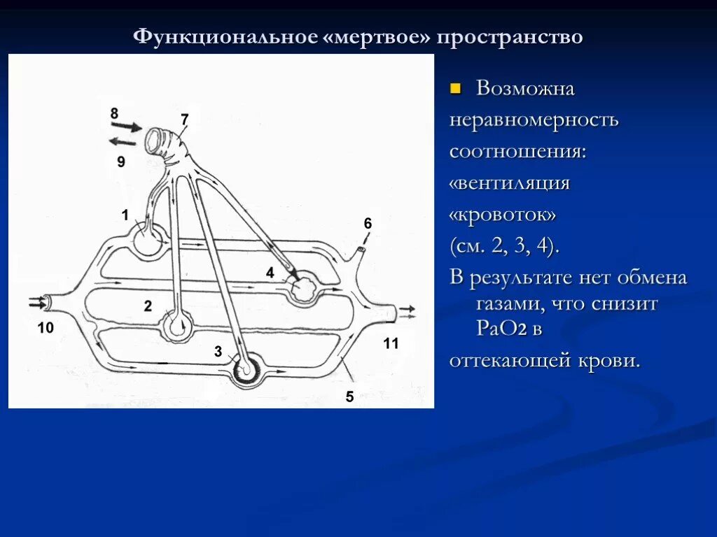 Функциональное Мертвое пространство. Анатомическое Мертвое пространство. Мертвое пространство физиология. Мертвое пространство легких.