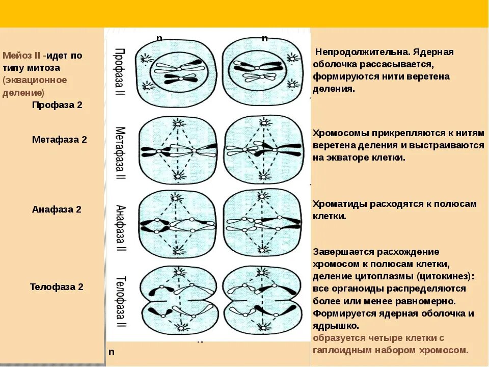 Деление клетки мейоз анафаза 2. Фазы мейоза таблица ЕГЭ. Фазы мейоза ЕГЭ биология. Фазы митоза таблица ЕГЭ. Процесс мейоза лежит в основе