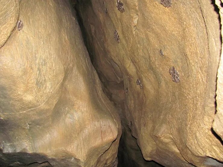 барсуковская пещера маслянинский район. барсуковские пещеры маслянино. барсуковская пещера новосибирская область. памятник природы «барсуковская пещера» маслянинский район. барсуковская пещера новосибирская область.