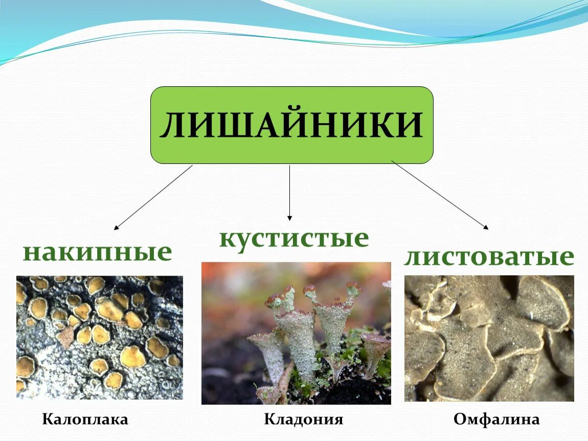 Лишайники накипные листоватые. Накипные листоватые кустистые. Накипные лишайники представители. Лишайники накипные листовые кустистые.