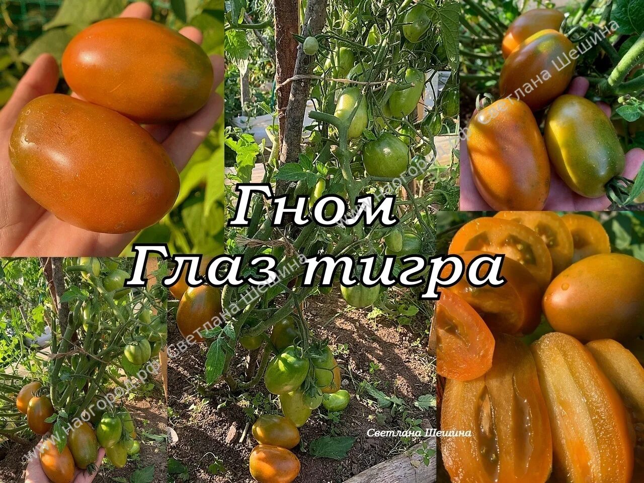 томат черри тайгер. томат глаз тигра. томат лаки тайгер. томат сорт тигровый глаз. томат trenton's tiger.