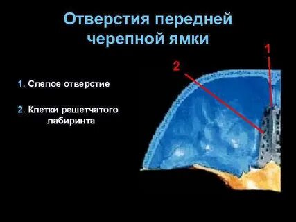 Переднее отверстие