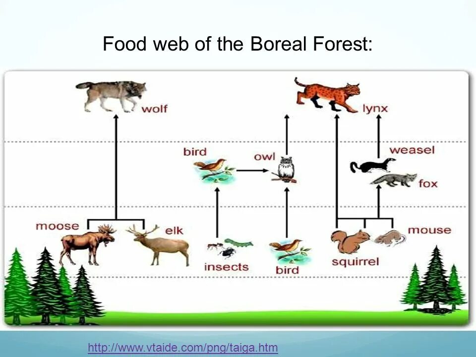 Пищевая цепочка белки. Пищевая цепочка тайги 4 класс окружающий мир. Цепь питания с тигром. Цепь питания рыси. Цепь питания животных в тайге.