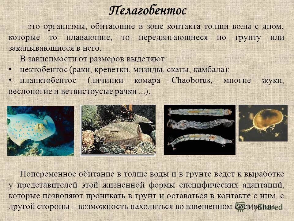 Где обитает большинство организмов. Организмы обитающие в толще воды. Организмы обитающие на дне. Организмы обитающие в воде. Животные обитающие в толще воды.