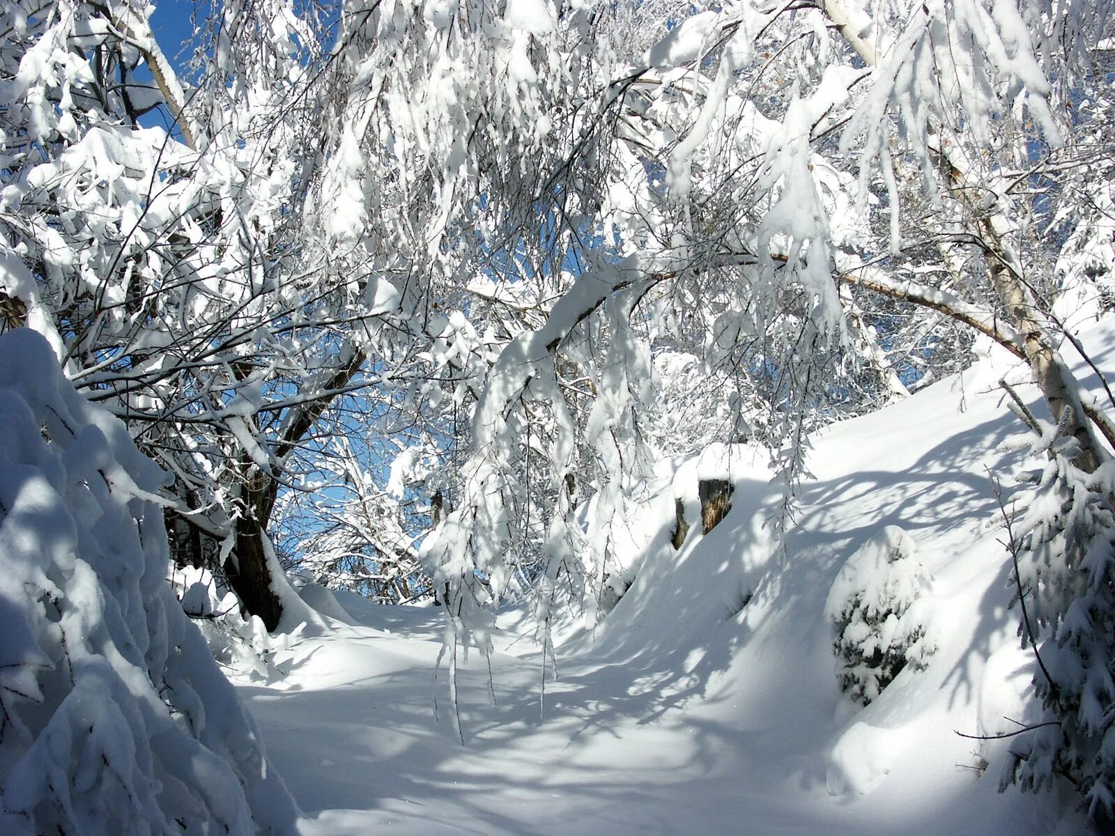 У леса на опушке как называется песня. У леса на опушке как называется песня. Зимняя сказка. У леса на опушке жила текст. У леса на опушке как называется песня.