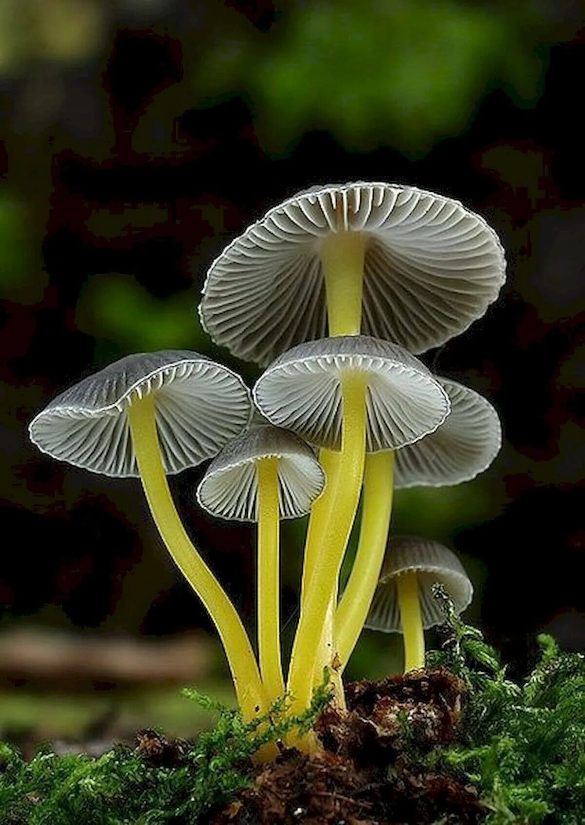 Mycena epipterygia. Mycena epipterygia гриб. Мицена колпаковидная. Гриб Мицена красная. Трубчатая поганка