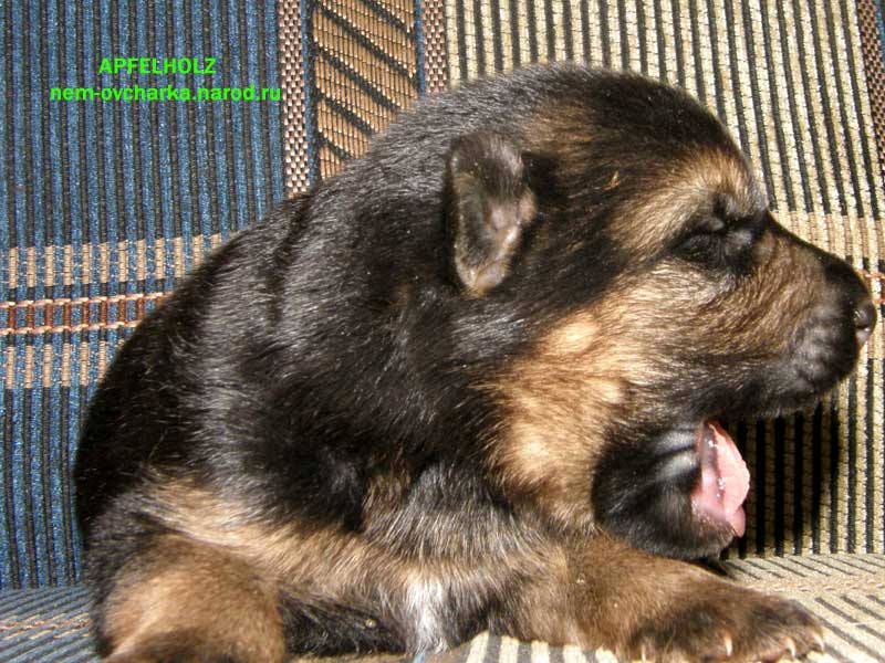 щенки немецкой овчарки 2 недели.