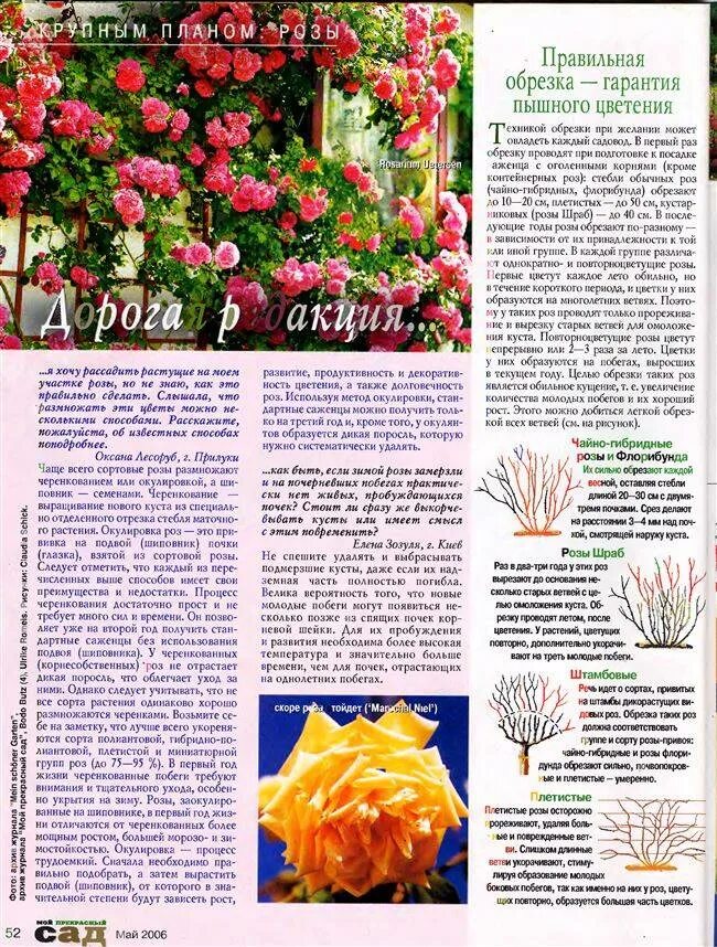 Характеристика сортов роз флорибунда. Плетистые и чайно-гибридные розы. Розы флорибунда описание посадка и уход. Розы шрабы. Плетистые и чайно-гибридные розы.