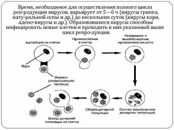 Абортивный Тип взаимодействия вируса с клеткой схема. Этапы и типы взаимодействия вируса с клеткой. Основные этапы репродукции вирусов. Типы и этапы взаимодействия вирусов с чувствительной клеткой.