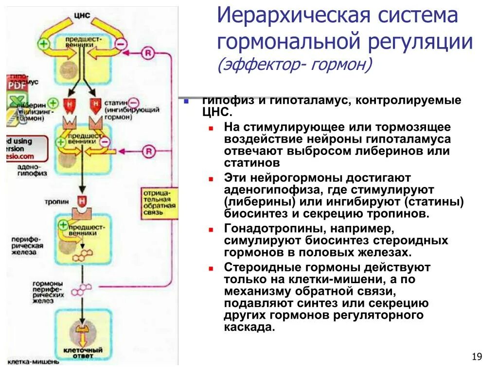 Принцип обратной связи гормонов гипофиза. Схема действия гипоталамо-гипофизарной системы гормоны. Центральная регуляция эндокринной системы биохимия схема. Регуляция гормонов гипофиза. Регуляция гормональных систем биохимия.