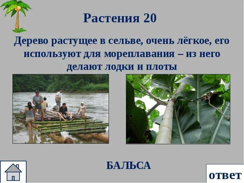 Растения сельвы Южной Америки. Растительность сельвы в Южной Америке. Бальса сельвы Южной Америки. Какие растения растут в сельве.