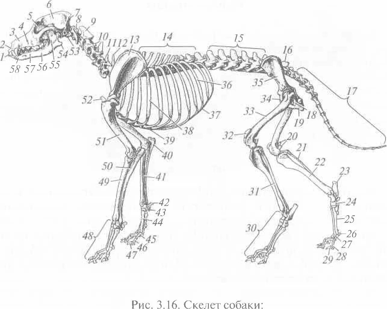 Осевой скелет собаки. Скелет собаки анатомия. Скелет собаки подписанный. Строение скле а собаки. Отделы скелета млекопитающих животных