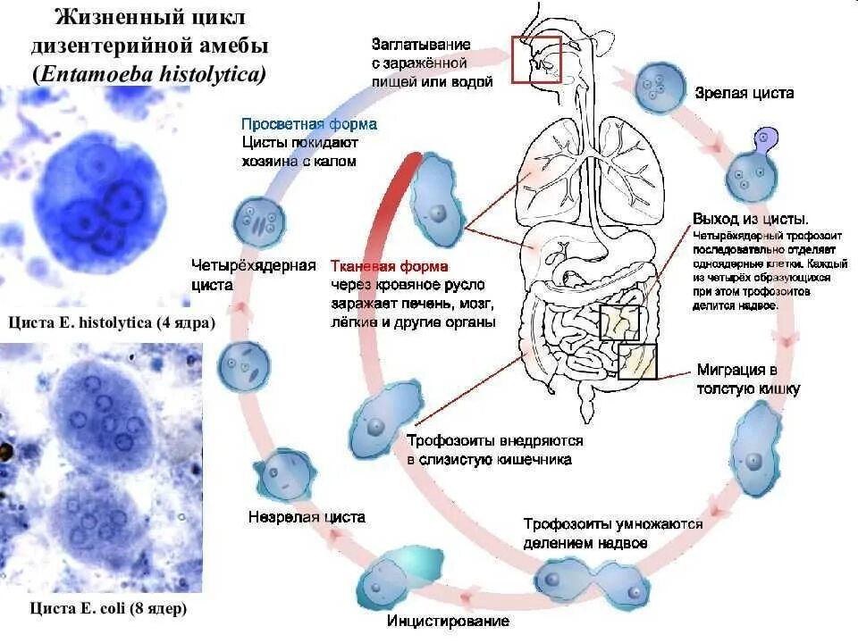 Стадия амебы поражающая толстый кишечник человека. Цикл развития дизентерийной амебы схема. Жизненный цикл дизентерийной амёбы. (Entamoeba histolytica).. Схему жизненного цикла дизентерийной амебы Entamoeba histolytica. Цикл развития дизентерийной амебы в организме человека.