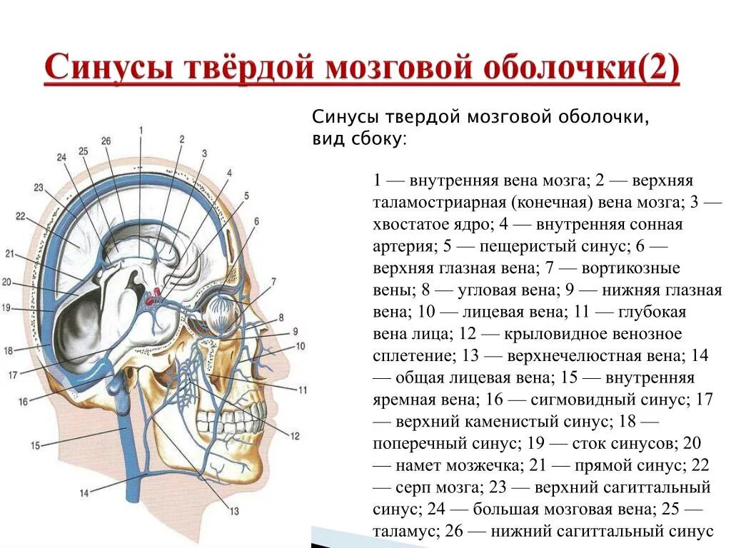 Синус оболочки мозга