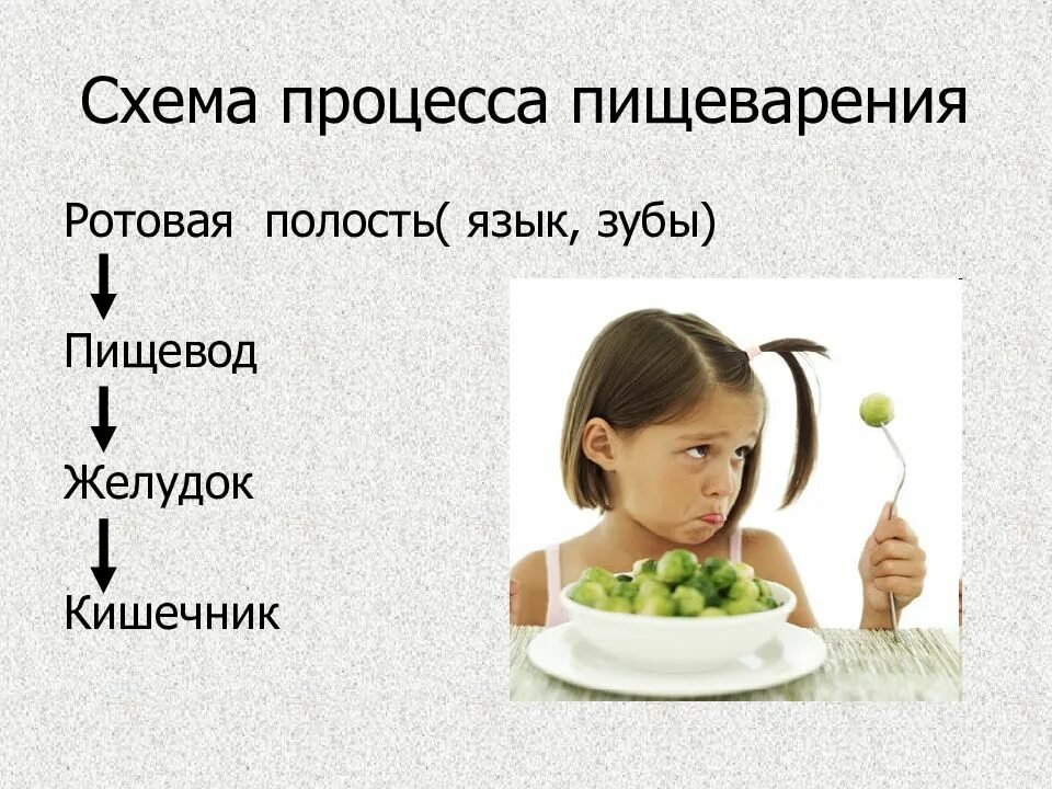 Питание и пищеварение 6 класс. Правильное питание для пищеварительной системы. питание и пищеварение схема. правила здорового пищеварения. здоровый процесс пищеварение.