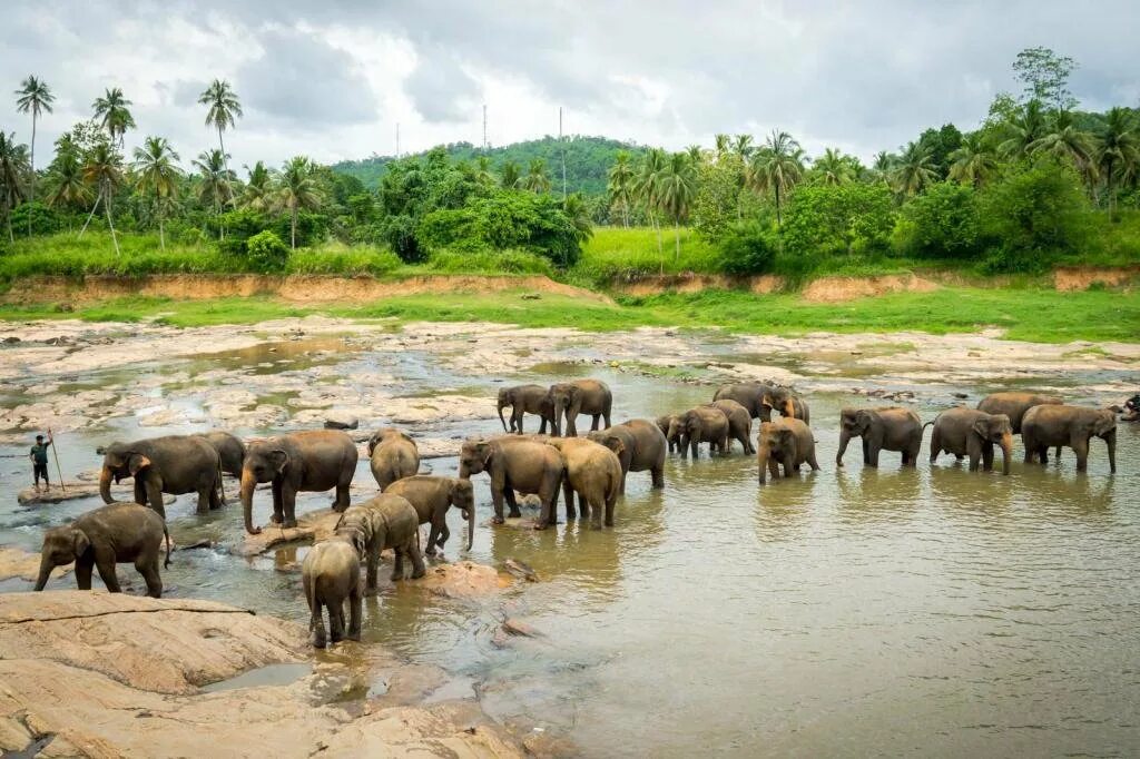 Слоновий питомник Шри Ланка Пиннавела. Ферма Шри-Ланки. Приют для слонов Пиннавела. Зоопарк Пиннавела Шри Ланка. Шри ланка запад