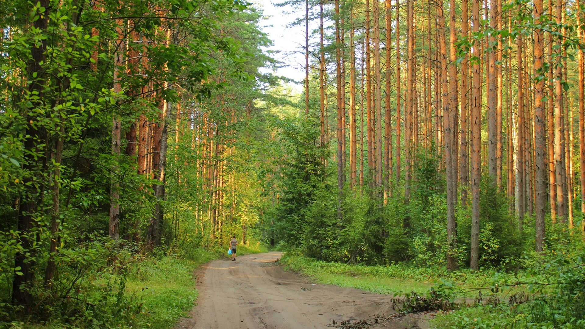 Санкт петербург хвойная. Лес Вологодской области. Тайга Ленинградской области. Леса Ленинградской области Выборгского района. Лесная тропа Соликамский лес.