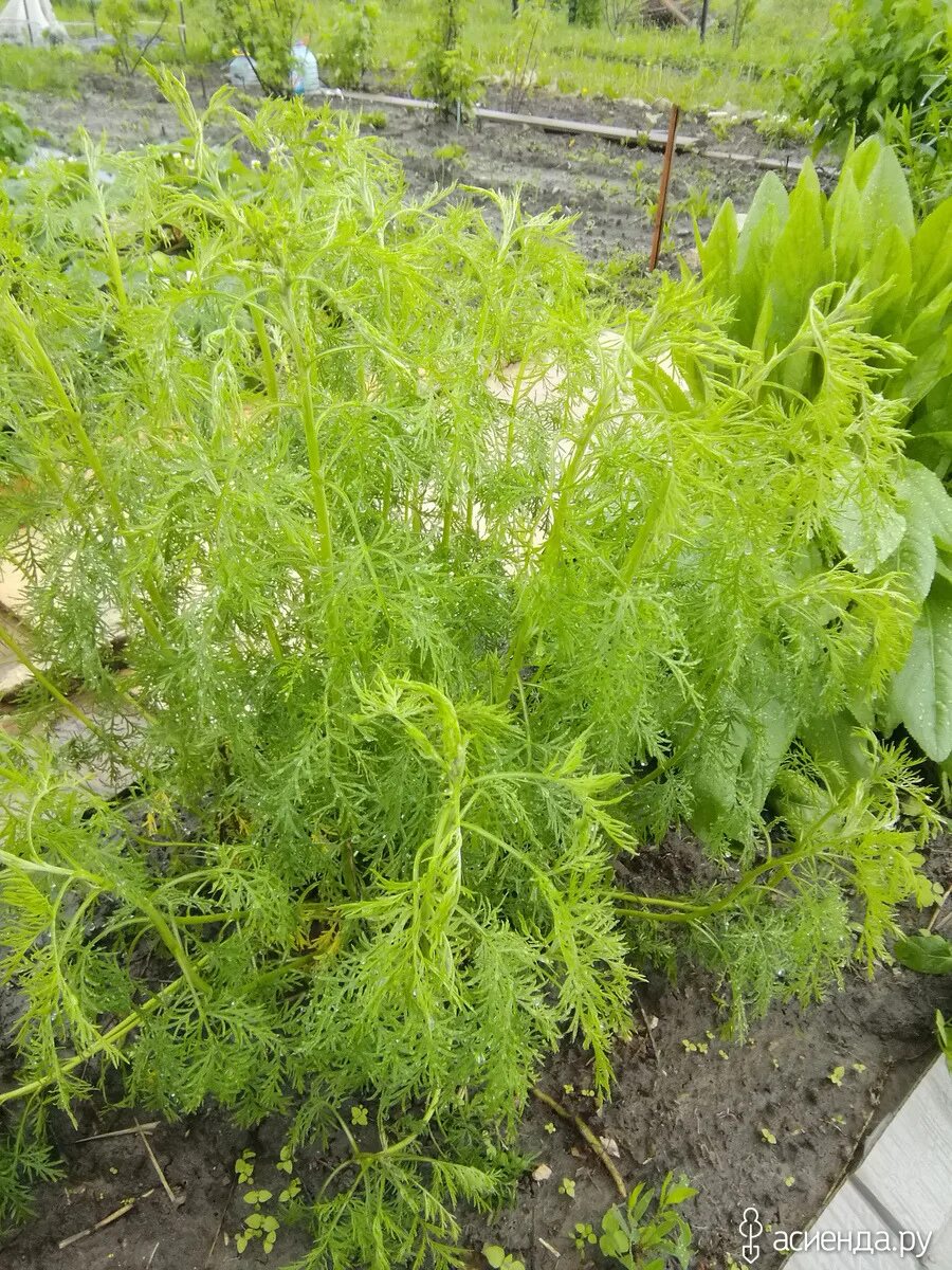 Чернушка нигелла дамасская. Садовый цветок с листьями похожими на укроп. Название цветка листья как у укропа. Адонис весенний красный. Нигелла дамасская голубая.