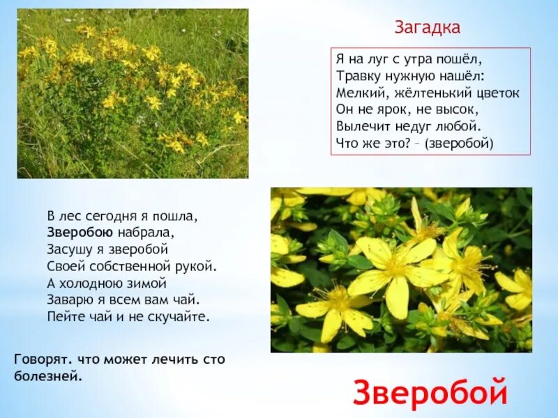 Загадка про луг. Загадки на тему луг. зверобой лекарственный описание. загадки о лечебных травах. загадки про лекарственные растения.