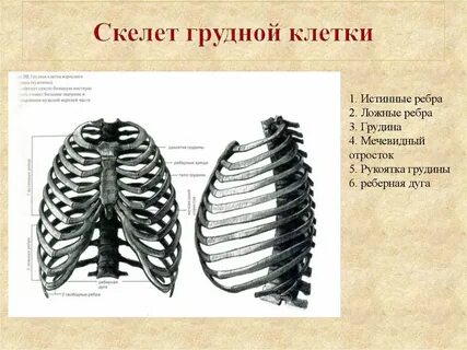 Грудина все книги