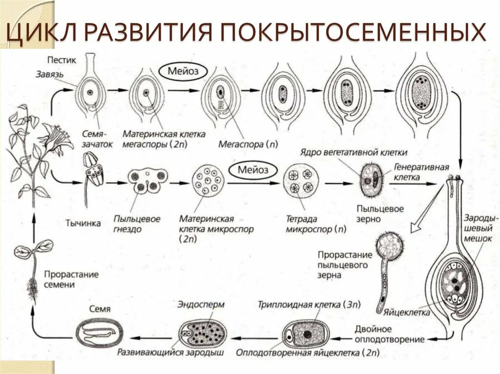 Цикл развития покрытосеменных схема. Жизненный цикл покрытосеменных схема. Размножение цветковых растений схема ЕГЭ. Цикл развития покрытосеменных растений.