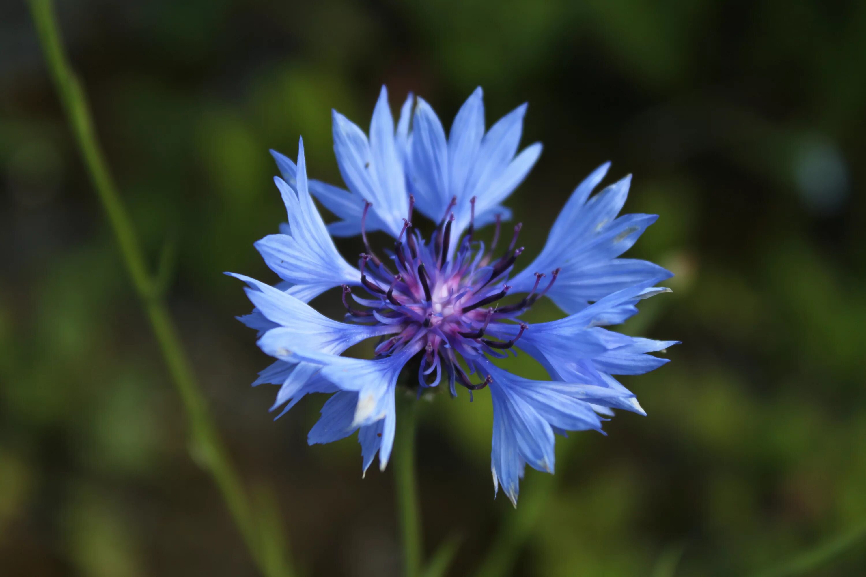 Василек работа. Василек голубой Centaurea cyanus. Василек синий Centaurea cyanus l.. Василек (Centaurea cyanus) 10шт. Василёк синий (centaureacyanus).