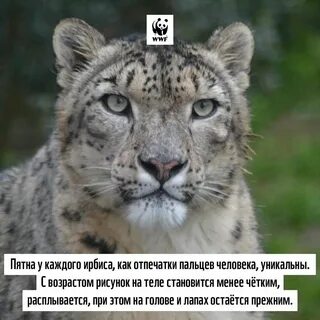 Цифры в поисках снежного барса