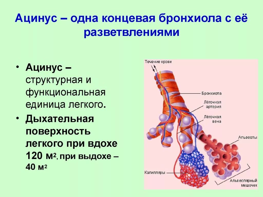 Ацинус структурно функциональная единица легких. Схема строения легочного ацинуса. Дыхательная система анатомия ацинус. Строение структурно-функциональной единицы легкого. Альвеолярные легкие характерны для