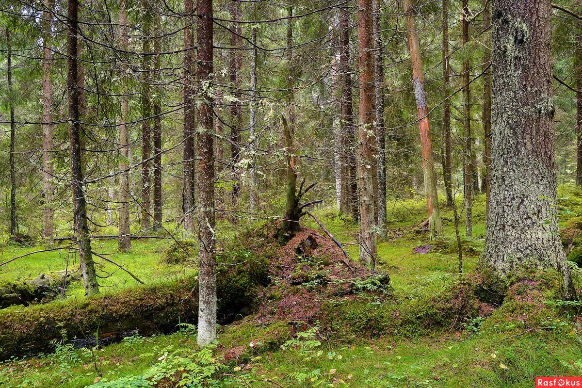 Сосняк зеленомошник. Какие леса в санкт петербурге. Сосновый бор ленинградская лес. Сосновый бор ленинградская область лес. Какие леса в санкт петербурге.