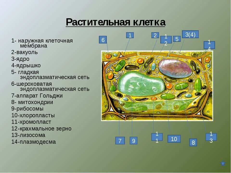 Схема строения аппарата гольджи лизосомы. Рибосомы в клетке. Ядро хлоропласт и митохондрия. В аппарате гольджи образуются лизосомы рибосомы хлоропласты. В аппарате гольджи образуются лизосомы рибосомы хлоропласты.