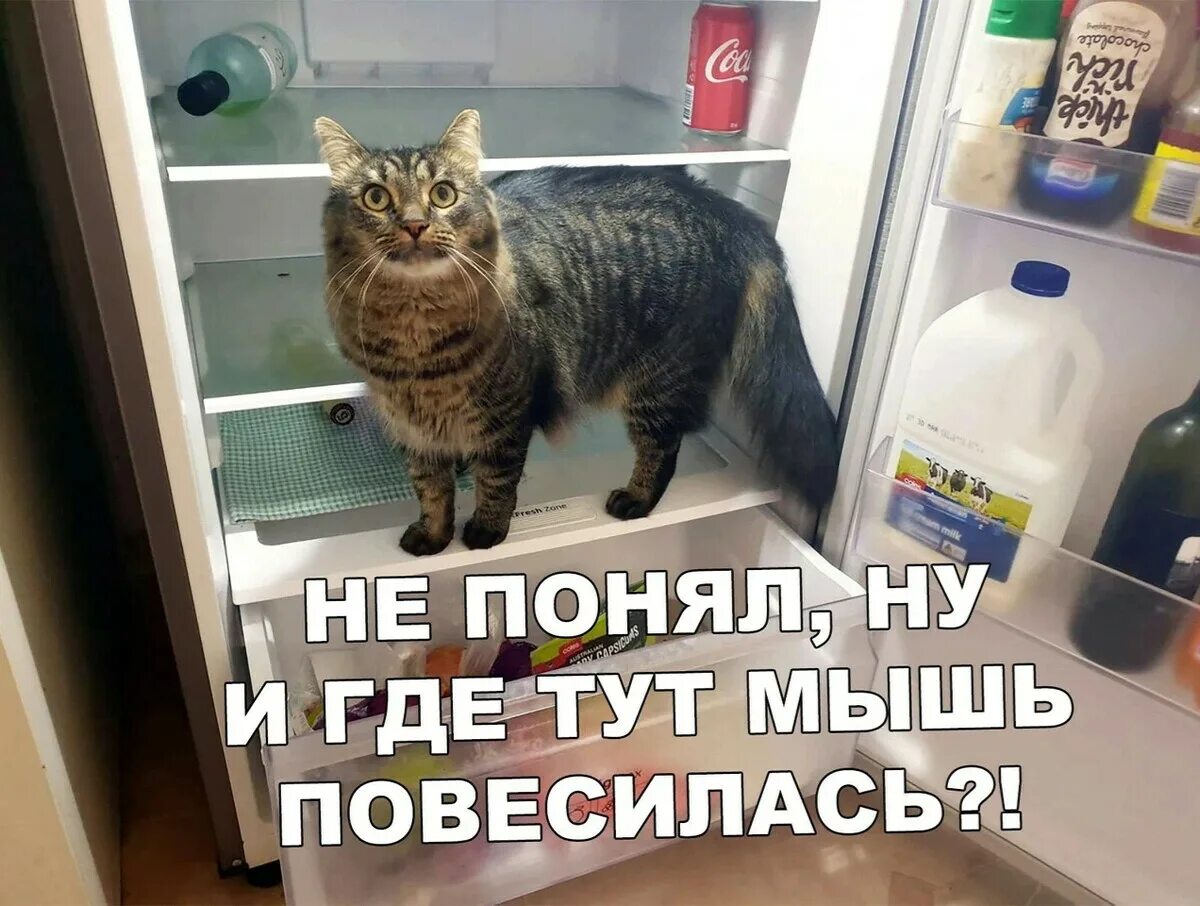 Выражение мышь. Мышь удавилась.