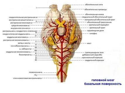 Продолговатый мозг животных