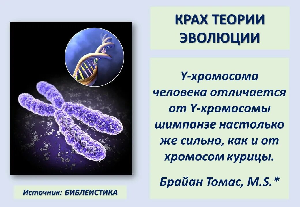 Хромосомы шимпанзе кариотип. Сколько хромосом в яйцеклетках шимпанзе. Сколько хромосом в яйцеклетках шимпанзе. Хромосомы человека и шимпанзе. Хромосомы человека и шимпанзе сравнение.