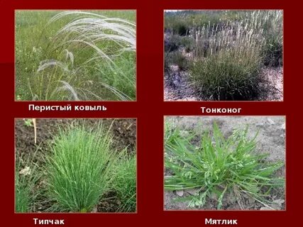 Типчак в какой природной