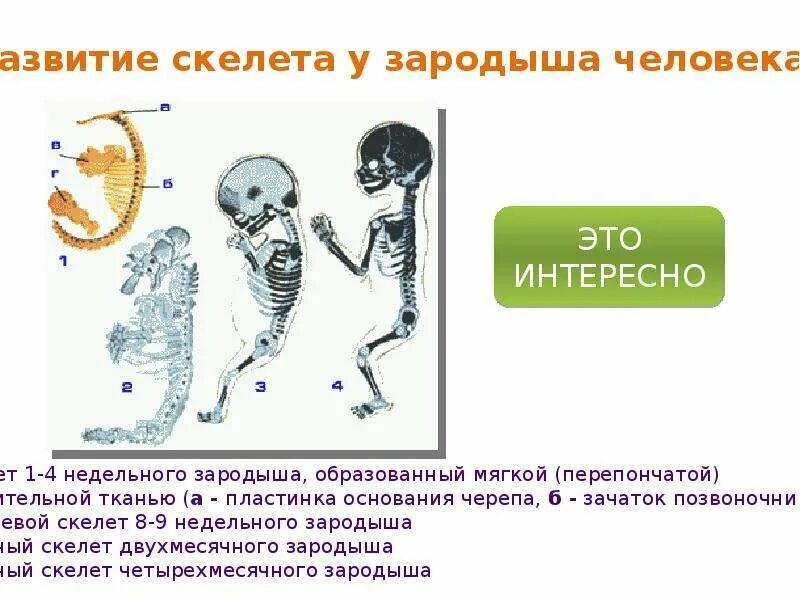 Нарушения формирования скелета. Развитие скелета. презентация на тему скелет. стадии развития скелета. формирование скелета у зародыша человека.