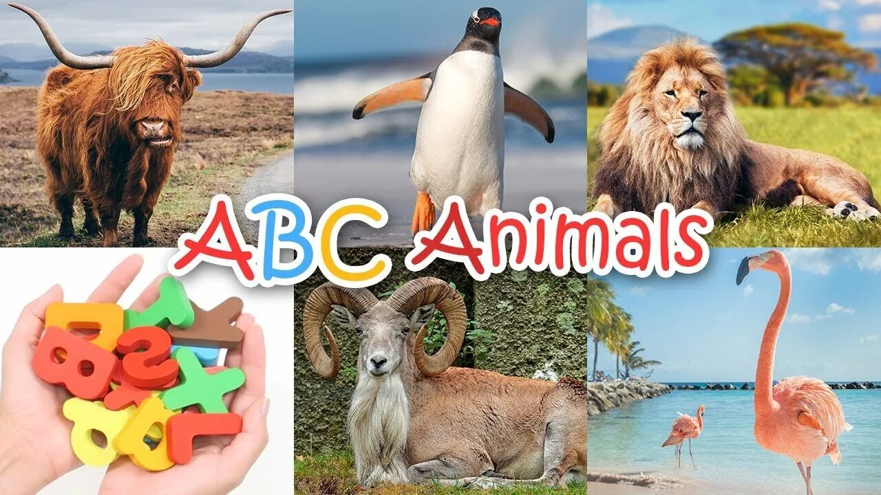 Alphabetimals s. Næshorn-Alphabetimals. Alphabetimals ABC. Alphabetimals animals. Animals сайт