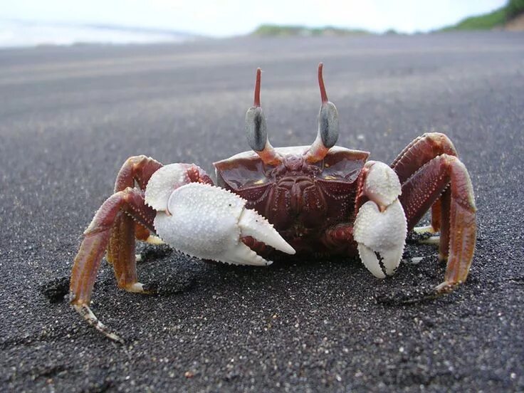 Краб 30. Краб в природе. Краб 30см. Ghost Crab. 100 Краб Хард.