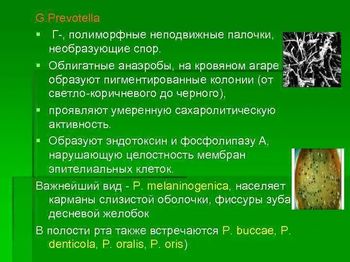 Prevotella что это такое у женщин. Превотеллы микробиология. облигатные анаэробы. облигатные бактерии. prevotella melaninogenica микробиология.