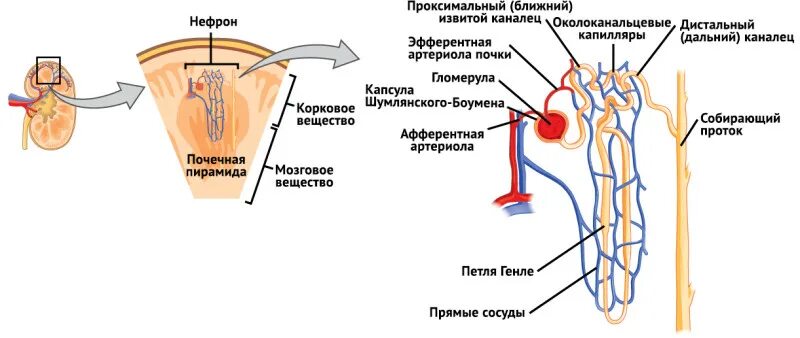 Хронический гломерулонефрит: симптомы и лечение, диета