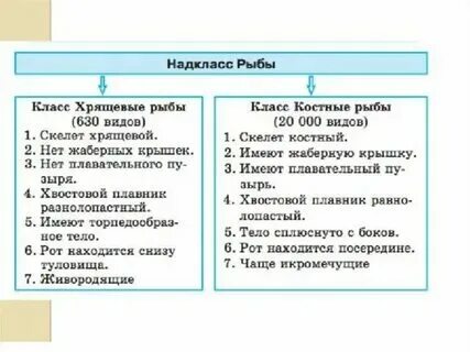 Классы хрящевых рыб таблица