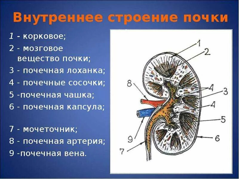 Строение почки почечная лоханка. Корковое вещество почки анатомия. Свод чашечки почки. Почечные чашки лоханка мочеточники. В чем особенность строения почечной лоханки