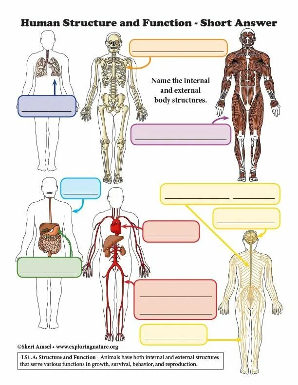 Human structure