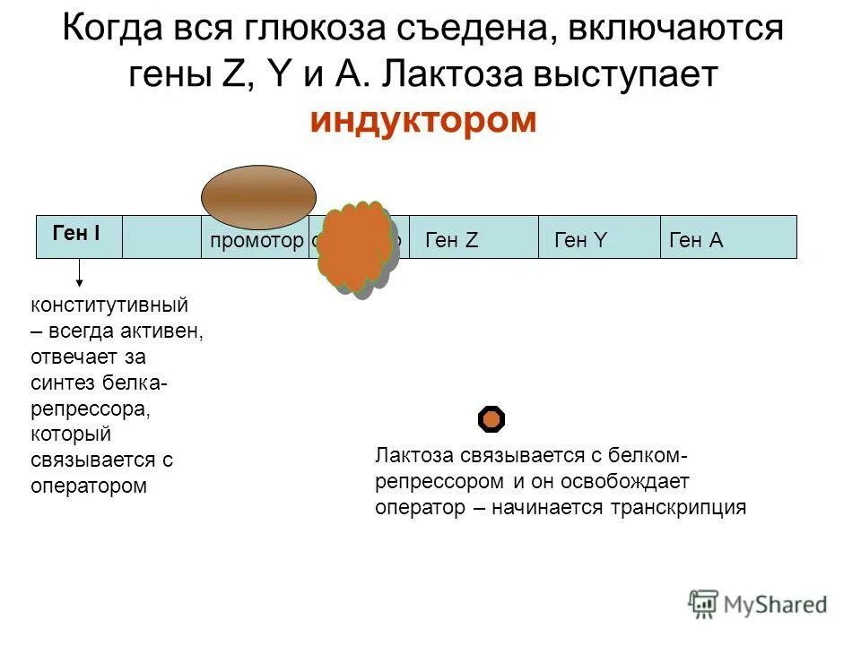 Взаимодействие гена в генотипе