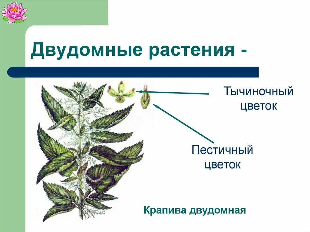 Крапива двудомная строение. Строение крапивы двудомной схема. Строение цветка крапивы. Крапива строение растения. Крапива схема