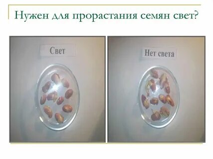 Для прорастания семян необходим свет