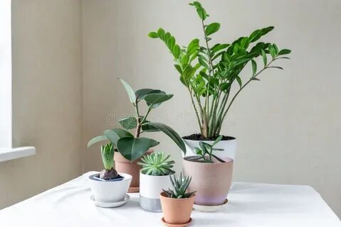 Various plants