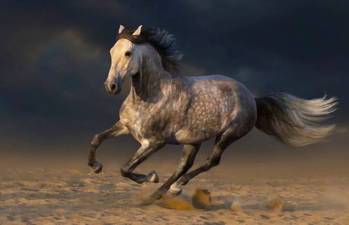Конь. Конь убегает. Лошадь бежит. Орловский рысак аллюр. Конь убегает.