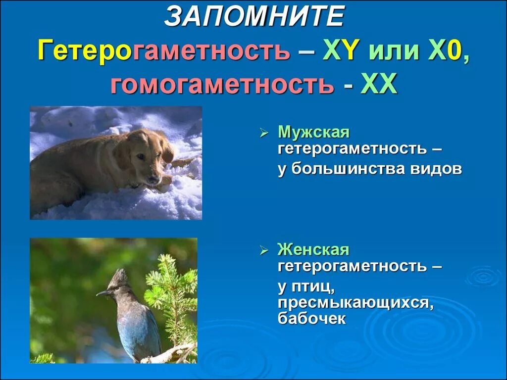 Гомогаметные особи