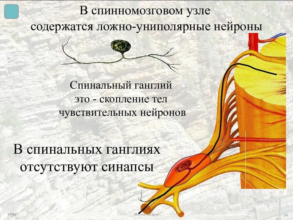 Клетки спинномозгового узла. Строение спинного мозга спинномозговой ганглий. Спинной мозг строение ганглии. Периферические отростки нейрона это. Спинальный ганглий типы нейронов.